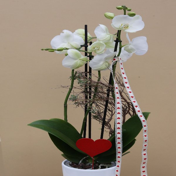 Orchideenpflanze mit Deko Bild 1