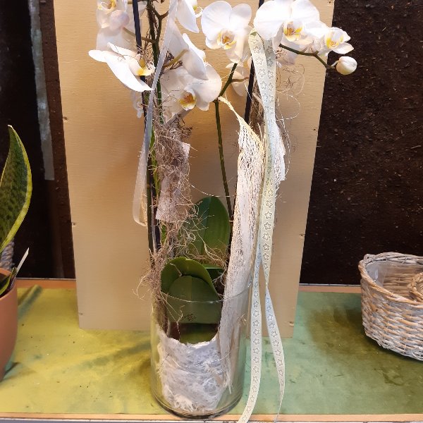 Orchidee im Glas Bild 1